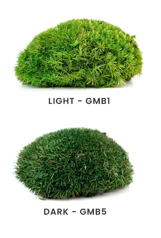 colors ball moss.webp