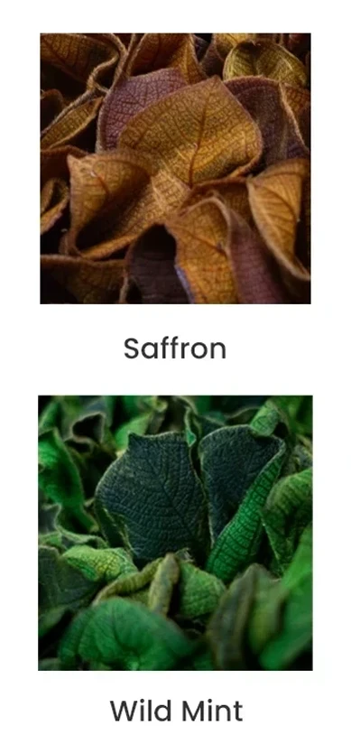 velvet colors.webp